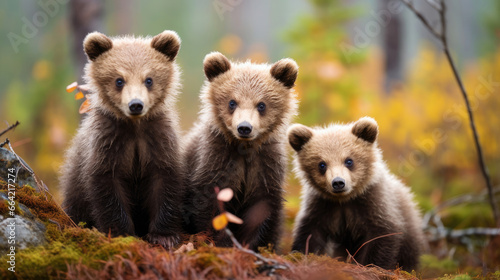 Group of baby brown bears in the wild © Veniamin Kraskov