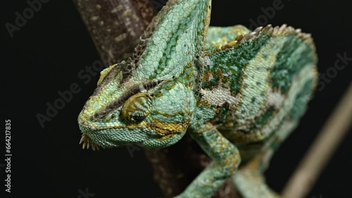 View of chameleon from above