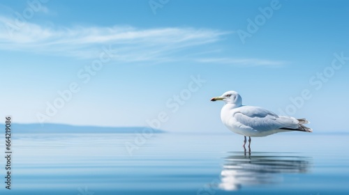 A pristine white seagull stands poised on calm waters  its reflection mirroring its grace