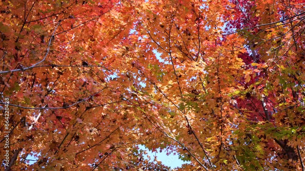 Leaves turn red on the trees in autumn Leaves turn red on the trees in autumn