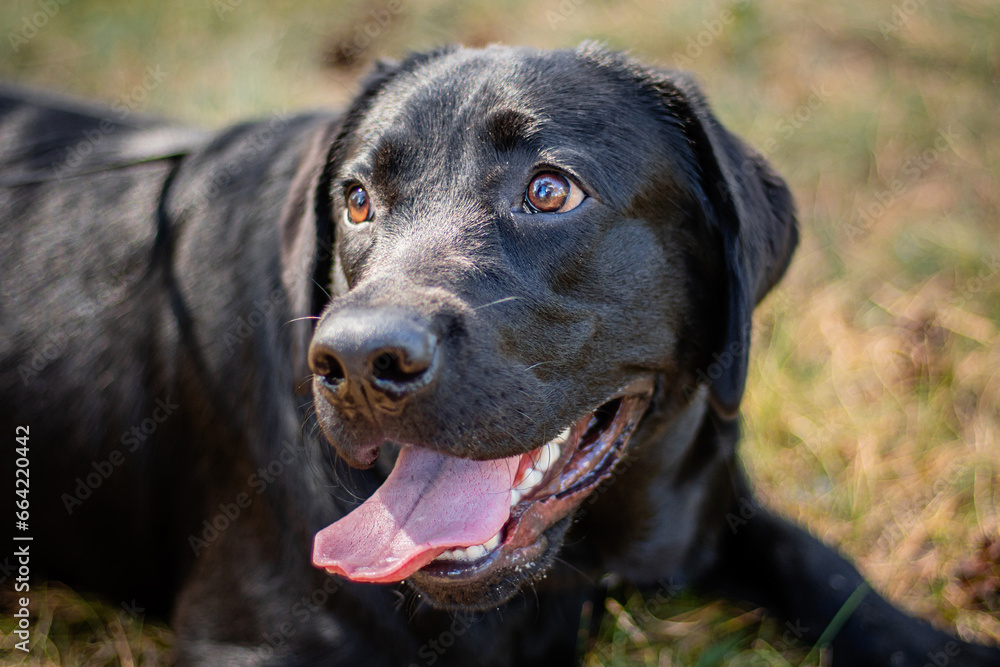 Portrait of a black Labrador dog lying on the grass against the backdrop of the park. Portrait of a black Labrador dog lying on the grass against the backdrop of the park.