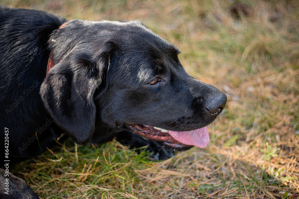 Portrait of a black Labrador dog lying on the grass against the backdrop of the park. Portrait of a black Labrador dog lying on the grass against the backdrop of the park.