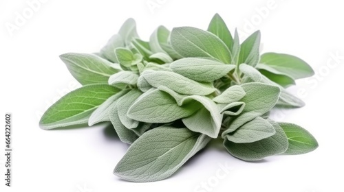 Plant lambs ear isolated on white background. © Ahasanara