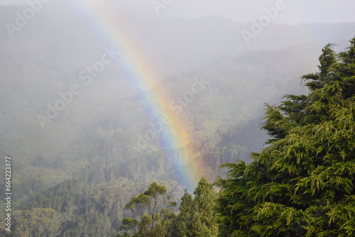 Pine tree forest with beautiful rainbow