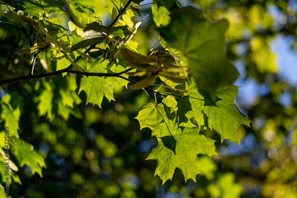 Isolated high resolution image of green leafs in the direct sunlight creating shadows and different natural textures Isolated high resolution image of green leafs in the direct sunlight creating shadows and different natural textures