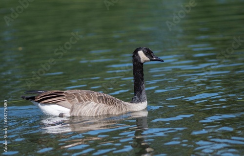 Isolated close up high resolution image of a single adult goose in the lake at the botanic gardens of Chicago