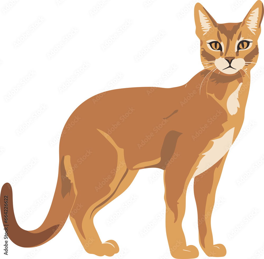 Abyssinian Cat. Abyssinian Cat.