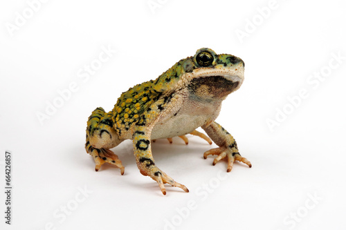 North American green toad // Grüne Zwergkröte  (Anaxyrus debilis / Bufo debilis) - USA photo