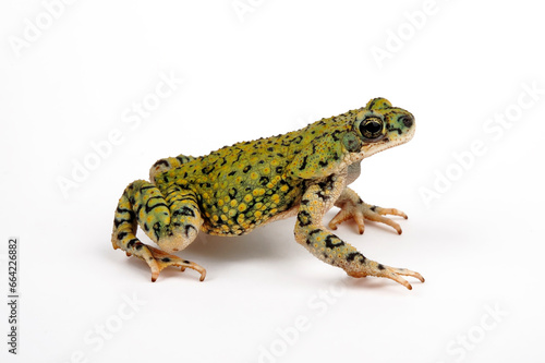 North American green toad // Grüne Zwergkröte  (Anaxyrus debilis / Bufo debilis) - USA photo