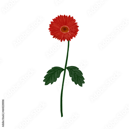 red gerbera flower © Parichat