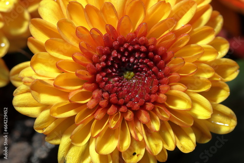 Closeup of chrysanthemum flower. Yellow chrysanthemum closeup macro photo