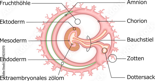 胚葉 構造 イラスト ドイツ語