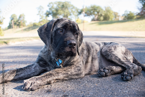 English mastiff puppy with black face and brindle coat