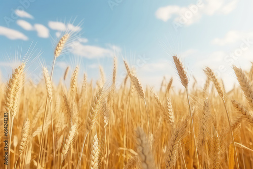 Expansive Wheat Field Under The Sun