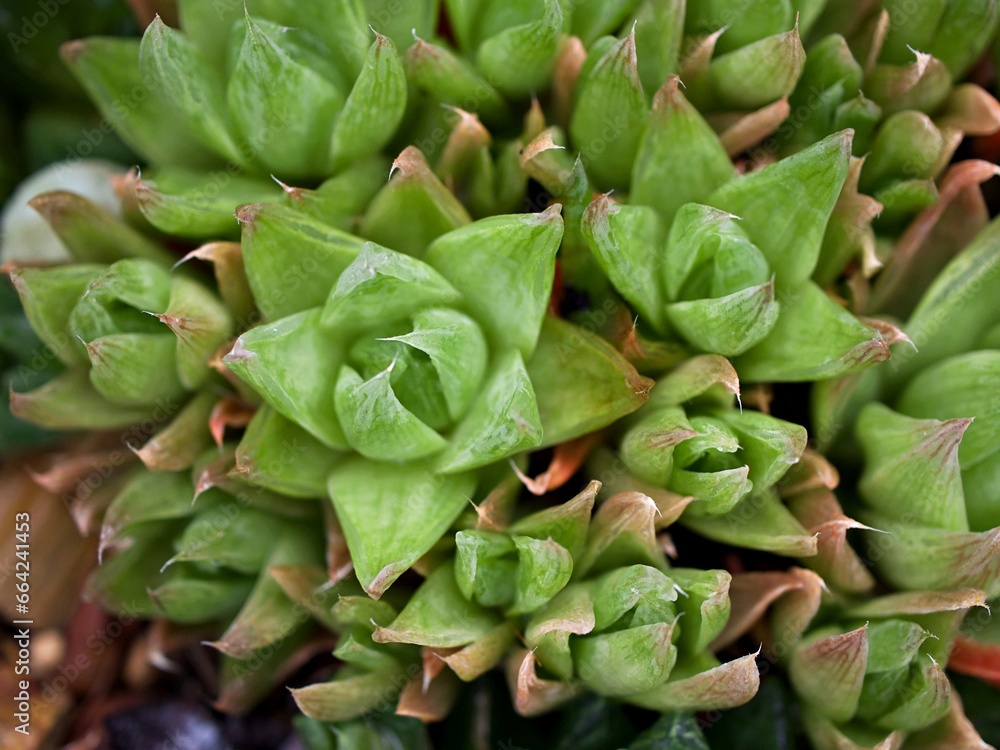 Succulent plant Haworthia mucronata ,Asphodelaceae ,Cuspidata ,Suculenta ,Ventana Haworthia cymbifomis Variegata Cactus Succulent plant Haworthia mucronata ,Asphodelaceae ,Cuspidata ,Suculenta ,Ventana Haworthia cymbifomis Variegata Cactus