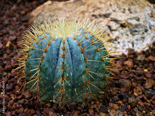 Cactus Ferocactus Glaucescens ,Glaucous Barrel cactus ,Ferokaktus sinewy ,Blue barrel cactus in family Cactaceae ,Biznaga Barril Azul ,Caryophyllales and is endemic to east-central Mexico