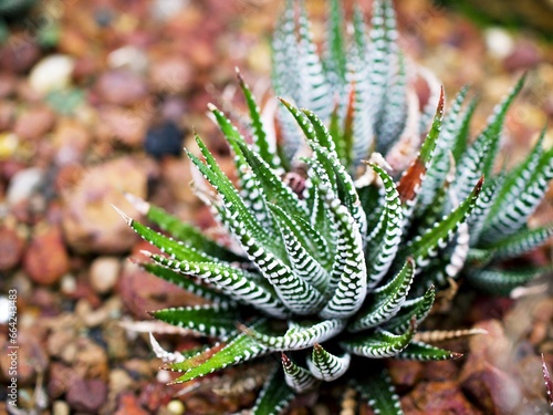 Succulent Zebra plant ,Haworthia Aloe Vera ,Pearl plant ,Zebra cactus ,Star window ,Cushion Aloe ,Haworthia fasciata South African succulent is family Asphodelaceae ,Attractive striped rosettes 