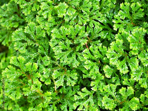Green leaf of Selaginella Tamariscina moss plant ,Selaginella kraussiana Brownii ,Selaginellaceae ,Krauss'Spikemoss ,Pin-Cushion ,Spikemoss ,Emerald isle spikemoss ,Scotch Moss ,Compact ,green tones photo