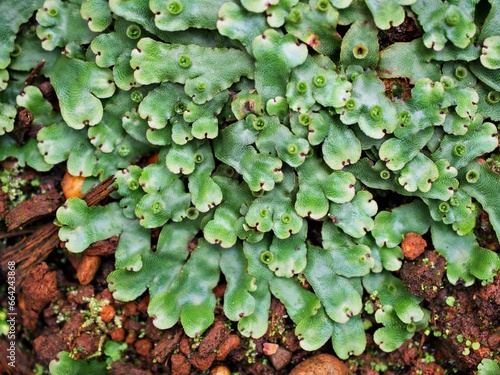 Closeup green leaf of Marchantia polymorpha ,Umbrella Liverwort ,Common liverwort  photo