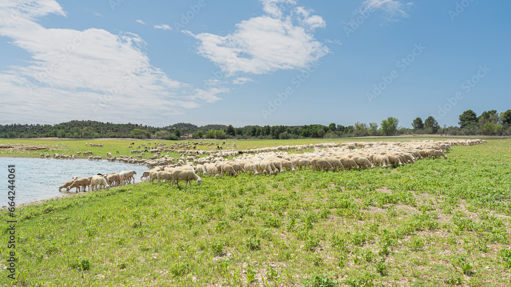Herd of sheep on green meadow near a river