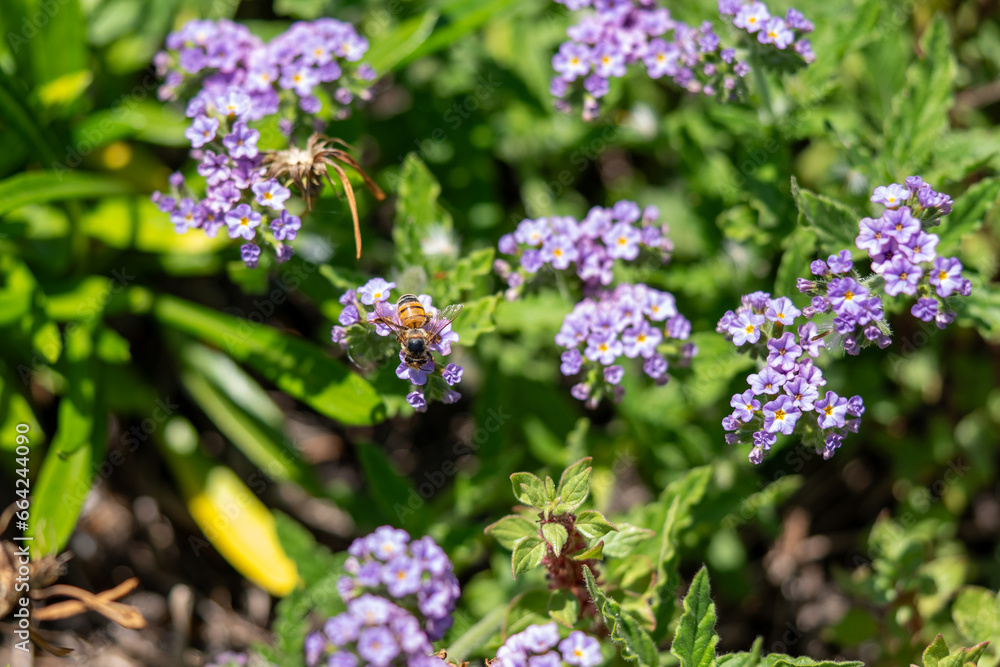 Obraz premium Honey Bee collecting pollen on purple flower close up