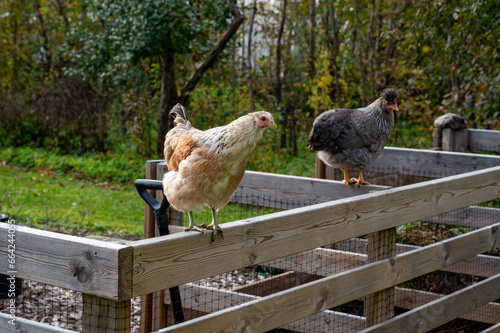 hen standing on garden compost Kumla Sweden photo