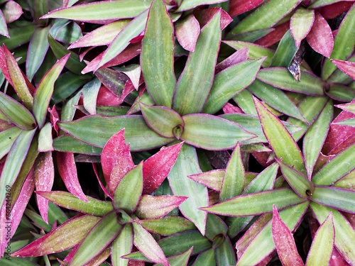 Succulent plant Tradescantia spathacea ,Rhoeo spathacea Swartz ,Commelinaceae  photo
