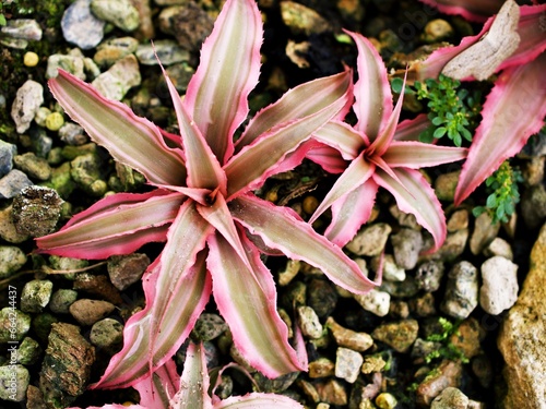 Succulent plant ,Pink star ,Cryptanthus Bivittatus pink Elaine ,Bromeliads ,Bromeliaceae ,Pink Starlite Starlight, Neoregelia hybrid  photo