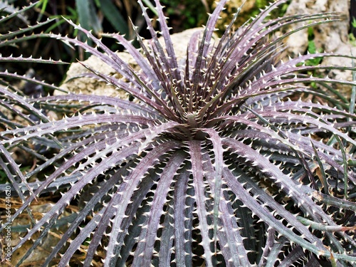 Closeup Dyckia dawsonii delicata succulent desert plant photo