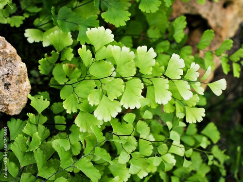 Drops on green leaves foliage Adiantum trapeziforme ,giant maidenhair ,Sicily ,diamond Maidenhair fern ,venus Ferns ,Venushair ,soft selective focus for pretty background ,greenery in spring raindrops photo