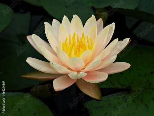 Fotografie Water lily Nymphaea Nelumbo nucifera ,Indian lotus ,sacred lotus ,simple lotus