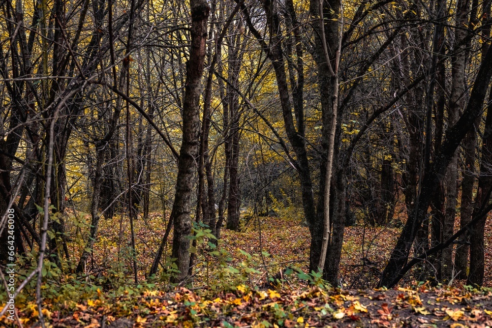 autumn in the forest