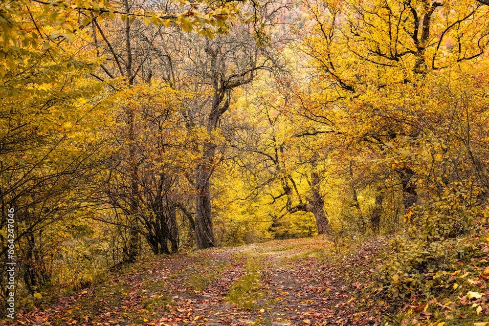 autumn in the forest