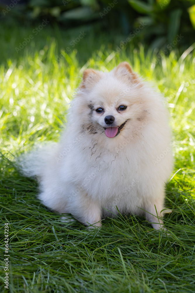 Portrait of dirty spitz sitting on the green grass in the garden. Dirty dog after walk. Portrait of dirty spitz sitting on the green grass in the garden. Dirty dog after walk.