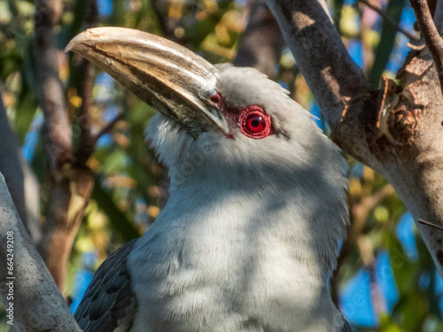 Channel-billed Cuckoo in Queensland Australia photo