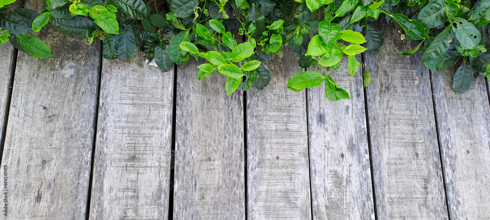 wooden background with tea leaves border wooden background with tea leaves border