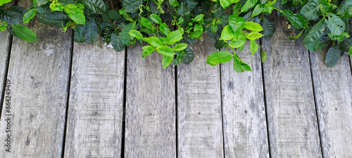 wooden background with tea leaves border 