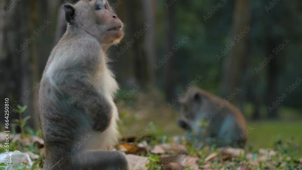 Wild Monkeys in the Jungle: Long-Tailed Macaque Wildlife Wild Monkeys in the Jungle: Long-Tailed Macaque Wildlife