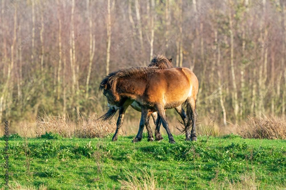 Two fighting wild brown Exmoor ponies, against a forest and reed background. Biting, rearing and hitting. autumn colors in winter. The Netherlands. Selective focus,fight, two animals.