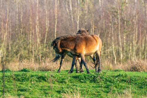 Obraz na płótnie Two fighting wild brown Exmoor ponies, against a forest and reed background. Biting, rearing and hitting. autumn colors in winter. The Netherlands. Selective focus,fight, two animals. w salonie