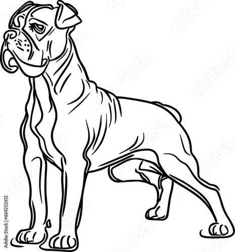 boxer dog in line art 1