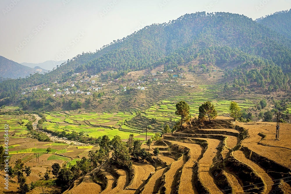 Terrace farming, Bijoria village, Kausani, Bageshwar, Kumaon, Uttarakhand, India