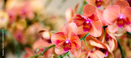 red and yellow flowers Orchid export is a valuable business that makes good profits.