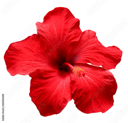 Beautiful real single flower flowerhead of tropical Hibiscus Rosa Sinensis flower cut out on an isolated background	