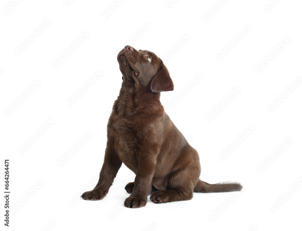 Cute chocolate Labrador Retriever puppy on white background Cute chocolate Labrador Retriever puppy on white background