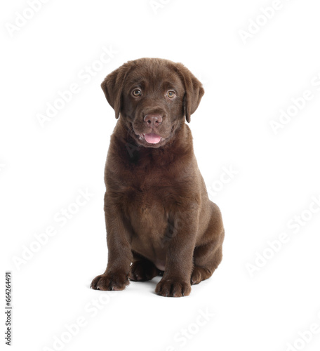 Cute chocolate Labrador Retriever puppy on white background