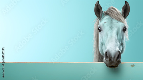 head of a horse in blue photo