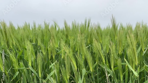 Green Barley(Cheongbori) field in the spring at Jeju, South Korea photo