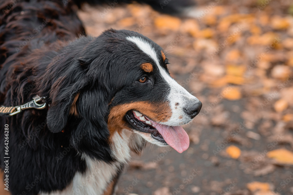 Close-up portrait of a Bernese Mountain Dog dog against the backdrop of an autumn park.