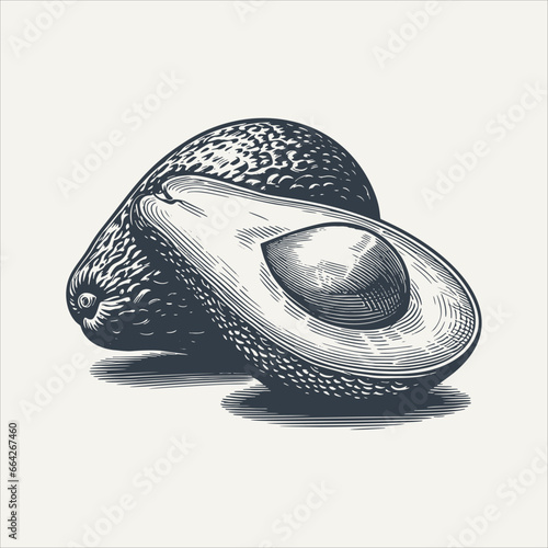 Composition of avocado. Vintage woodcut engraving style vector illustration.